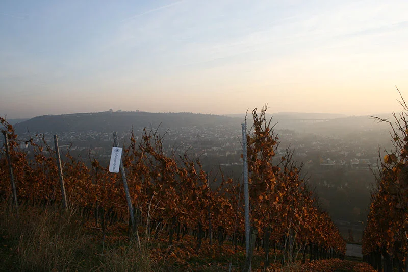 Weinberge von Würzburg