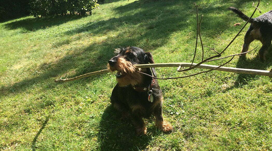 Emil bellt: So ein Chaoten-Kalle!