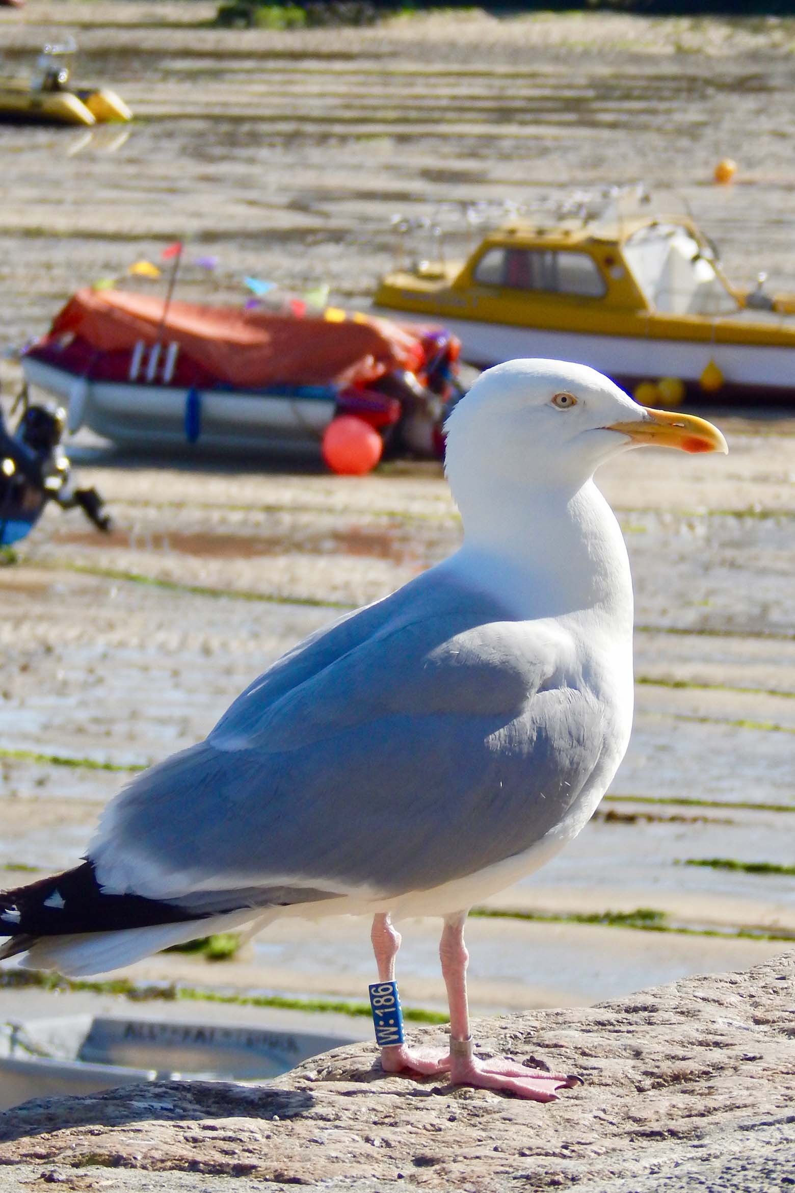 Cornwall-Tipps: St. Ives Cornwall-Tipps: St. Ives