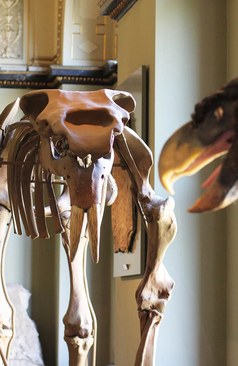 Wien mit Kindern: Naturhistorisches Museum