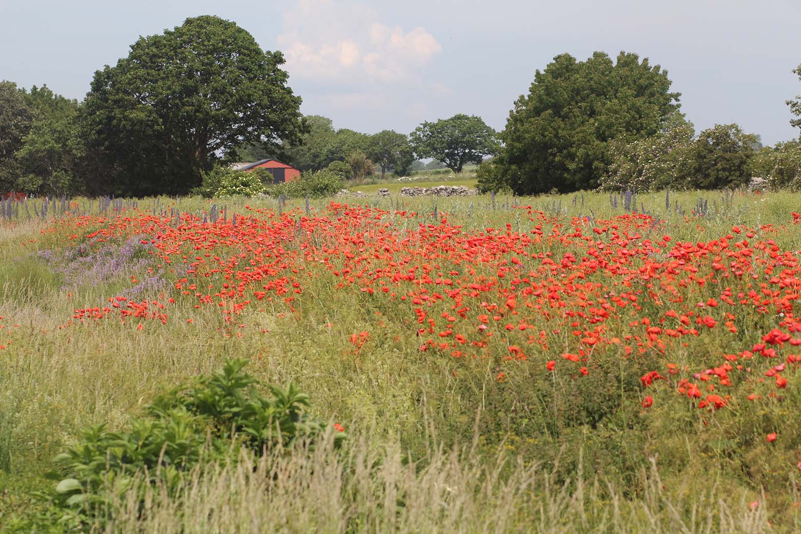 Småland-Tipps: Die Insel Öland Småland-Tipps: Die Insel Öland