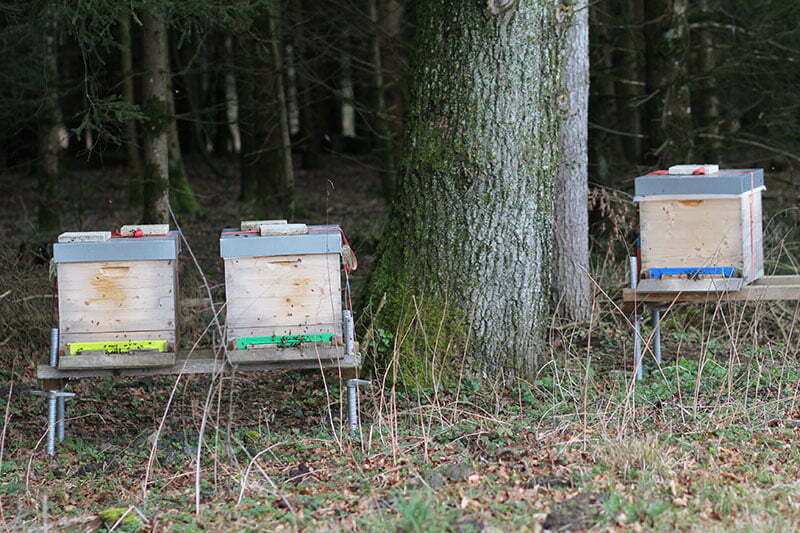 Wastlbauer Mattsee: Ferien auf dem Bauernhof