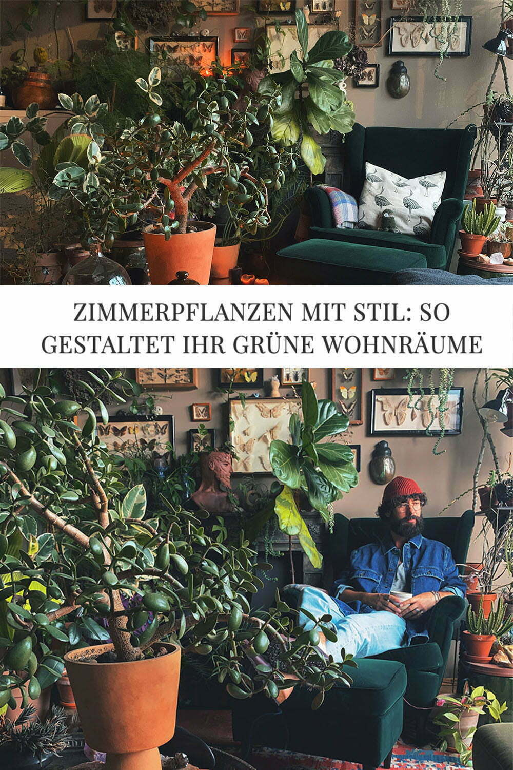 pinterest-zimmerpflanzen