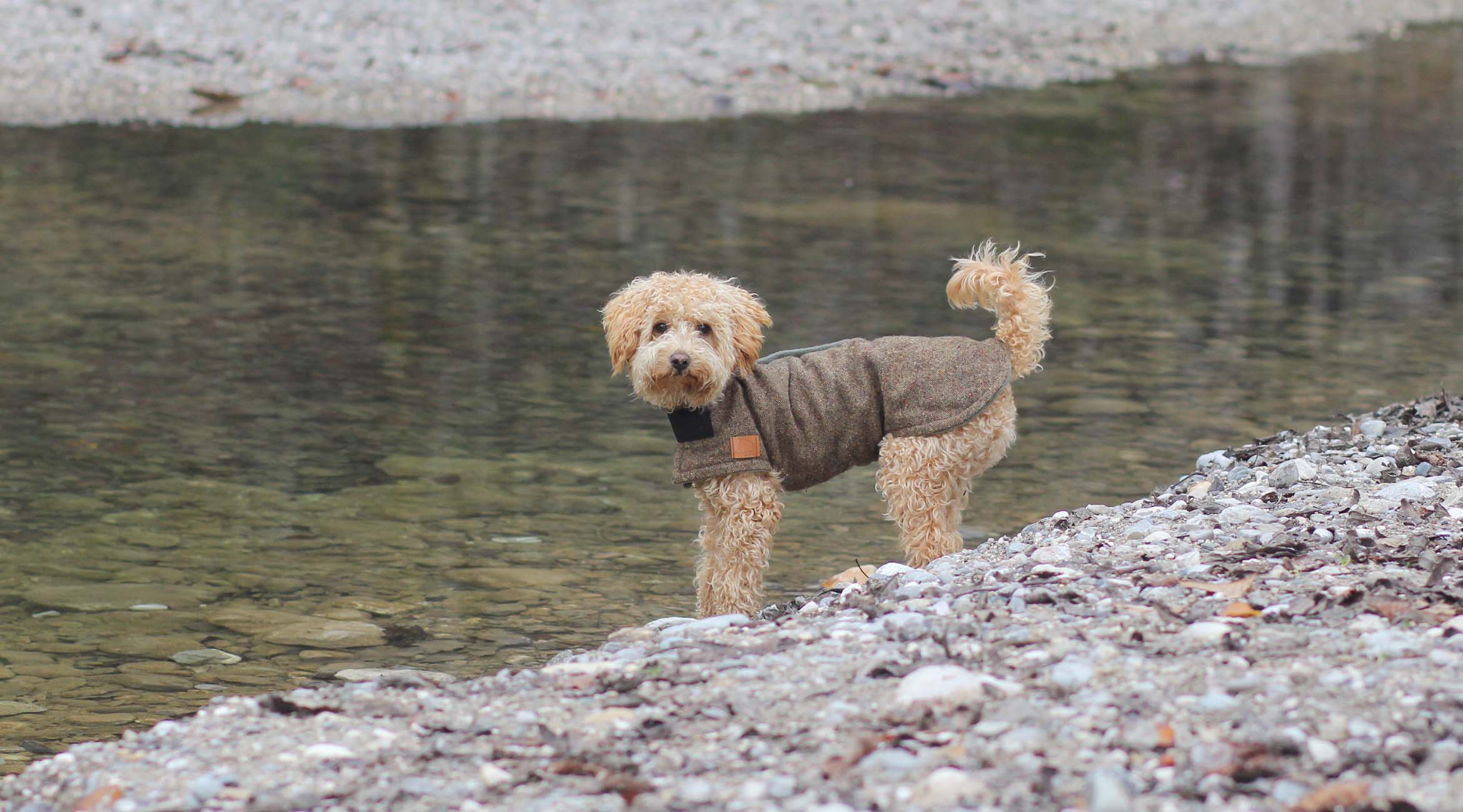 Grimm Waldhunde: Ein Tweed-Mantel nach Maß für Pudel