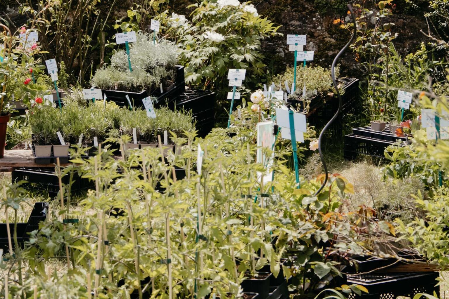 LandpartieKlassiker Das Fürstliche Gartenfest Schloss Fasanerie