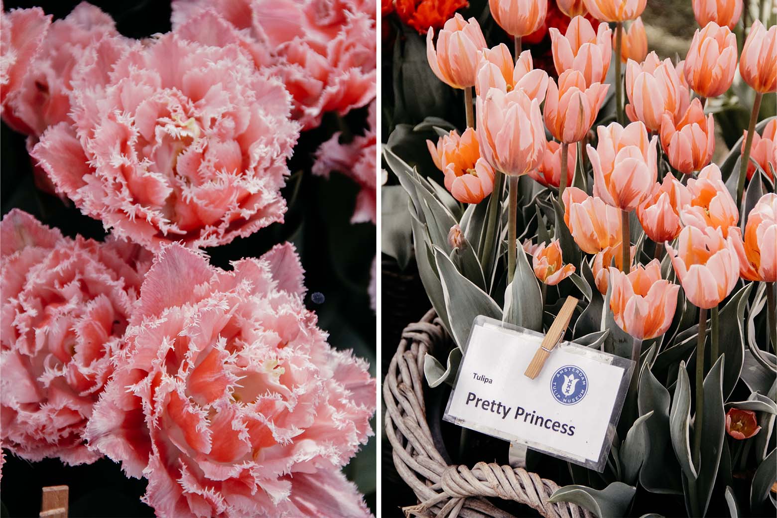 Van den Hoek Dutch Flowering Bulbs: Tulpe Queensland und Pretty Princess