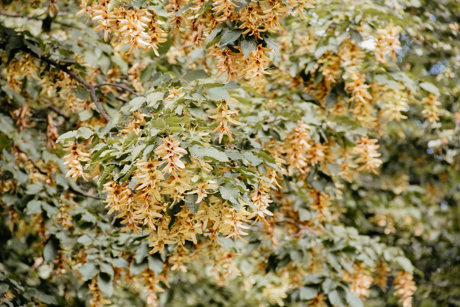 Das fürstliche Gartenfest 