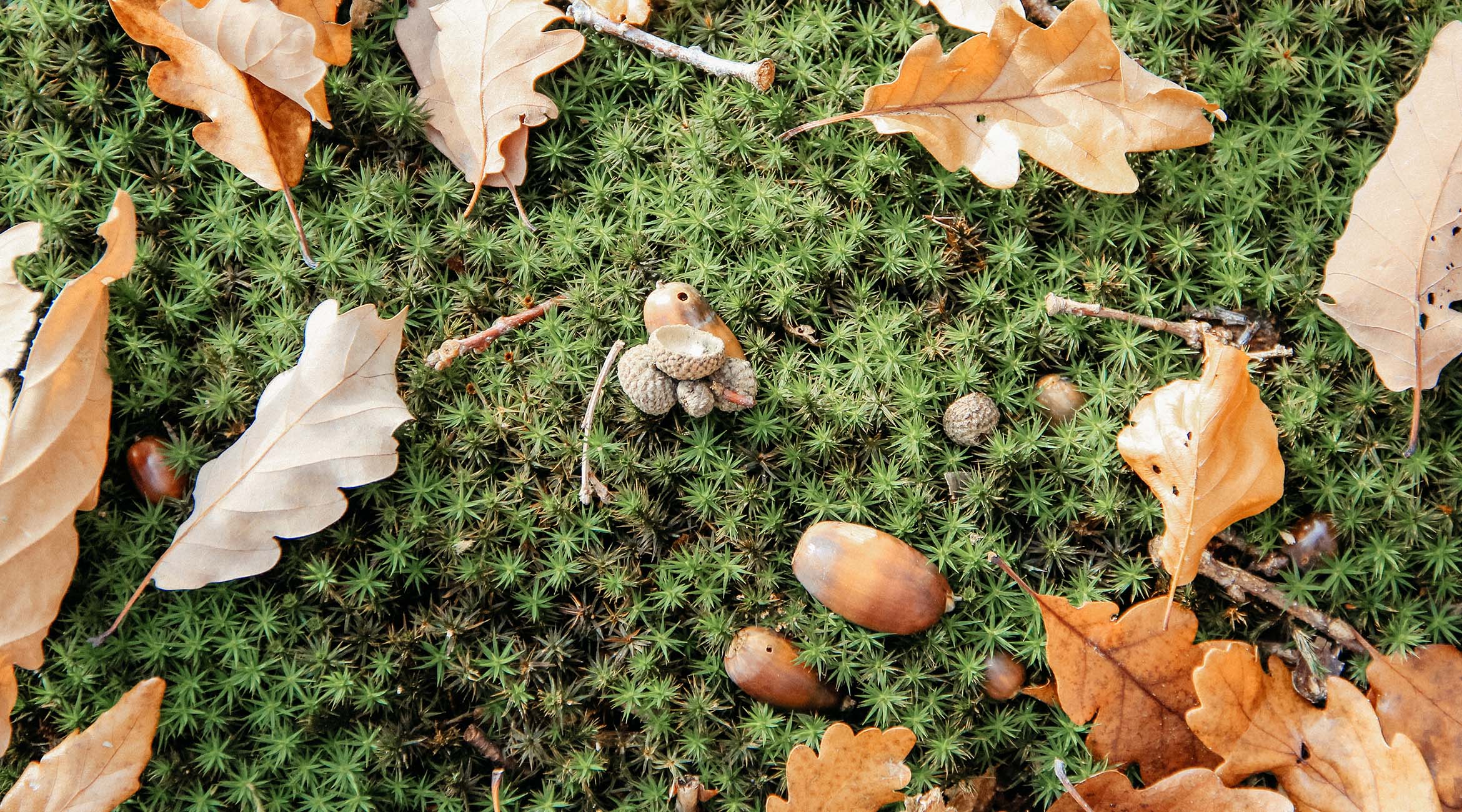 Grün: Unsere liebste Herbst-Farbe – und wie Ihr sie kombiniert!