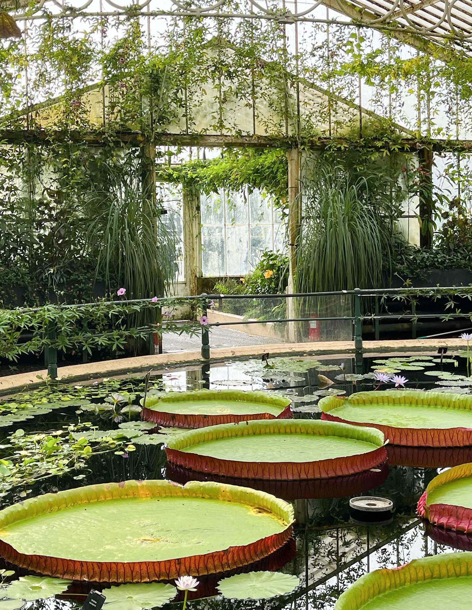 Kew Gardens Sehenswürdigkeiten: Waterlily House