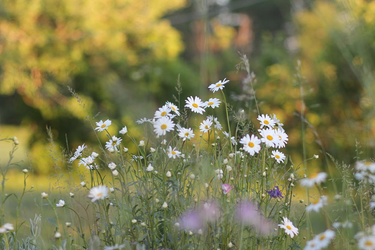 Småland-Tipps für Kalmar und Umgebung Småland-Tipps für Kalmar und Umgebung
